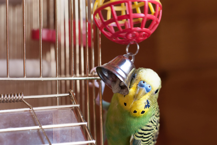 какие игрушки любят волнистые попугаи