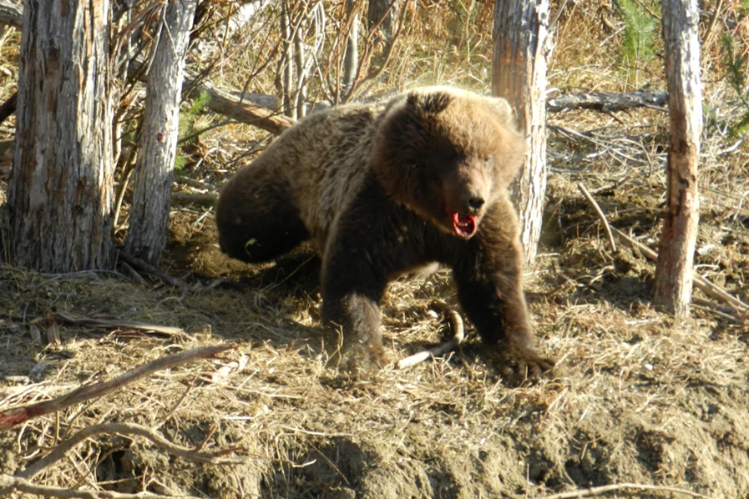 medved-ne-vrag-kak-vesti-sebya-v-lesu-s-sobakoy4.jpg
