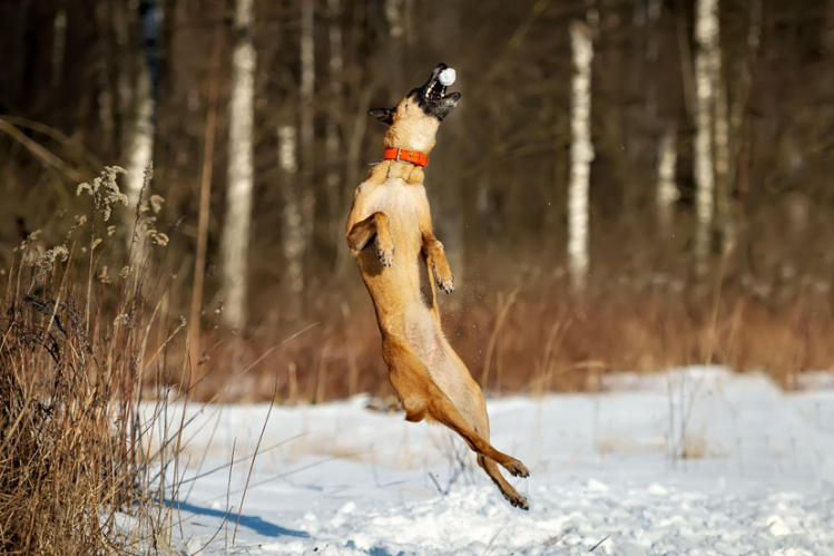 pochemu-sobaki-raduyutsya-pervomu-snegu2.jpg