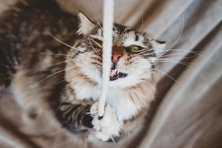 Мой кот – монстр! | Хвост Ньюс