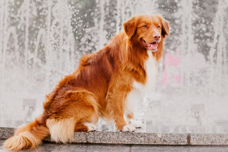 kuda-poyti-s-sobakoy-v-moskve-polnyy-gid-po-dog-friendly-mestam2.jpg