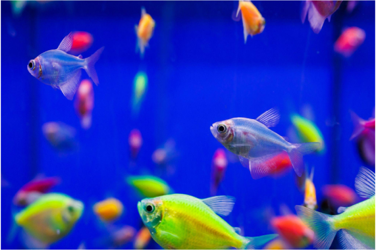 glofish-detishche-nauki-na-radost-akvariumistam3.jpg