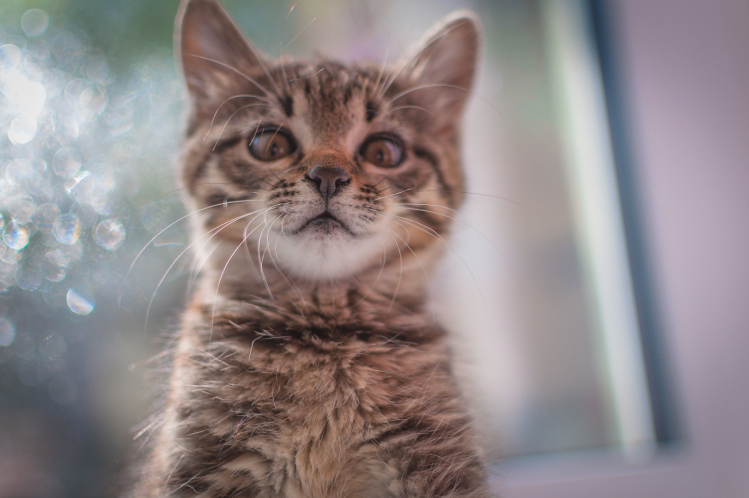 Усы у котят: можно ли их стричь и почему они ломаются