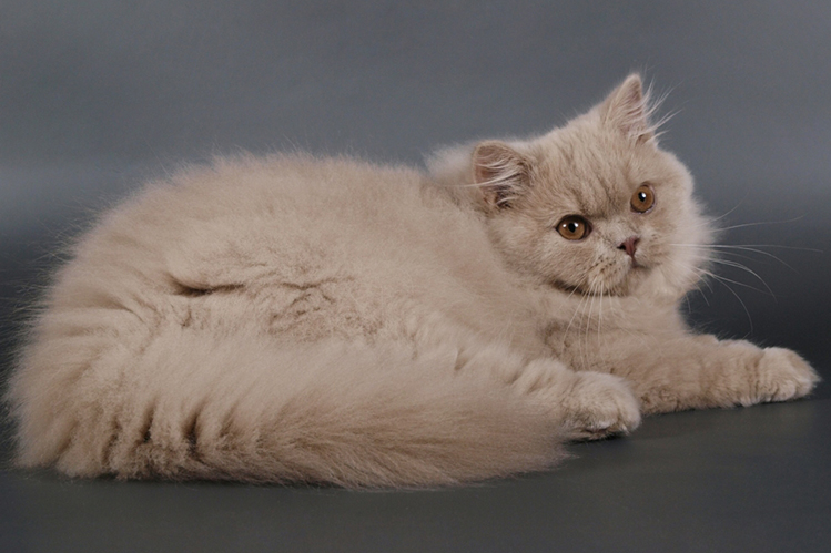 Британская длинношерстная кошка описание породы, характеристики, внешний  вид, история - Хвостньюс