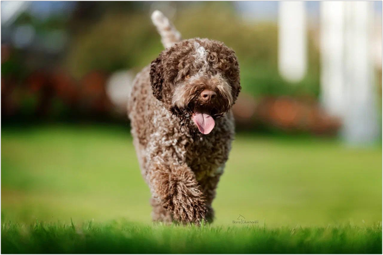 lagotto-romanolo1.jpg