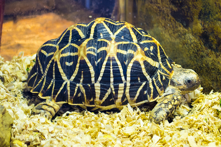 Какой грунт нужен сухопутной черепахе?