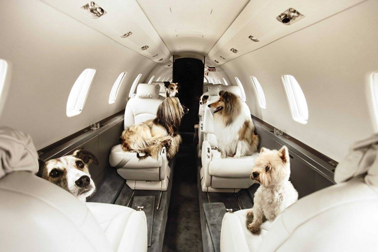 Как перевозить собаку в самолете?