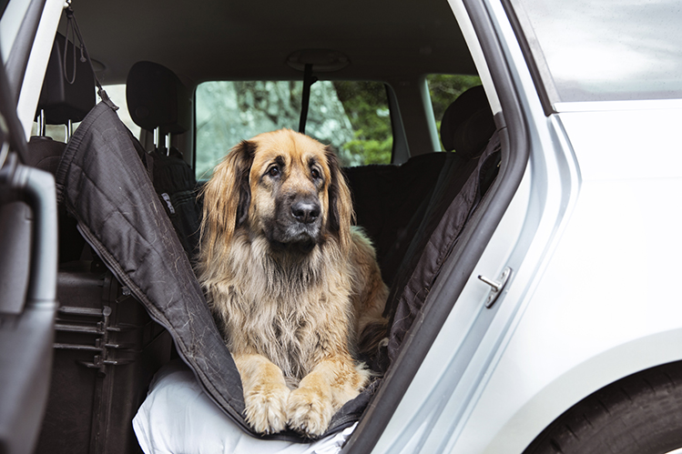 Перевозка собак в авто