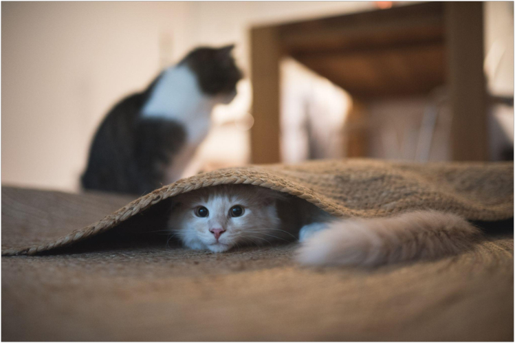pochemu-koshka-pryachetsya3.jpg