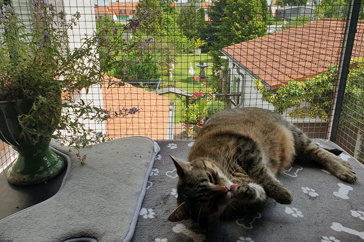 Как защитить кошку от падения с балкона?
