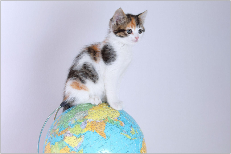 Кошки на государственной службе samye-strannye-zakony-o-koshkakh-v-mire3.jpg