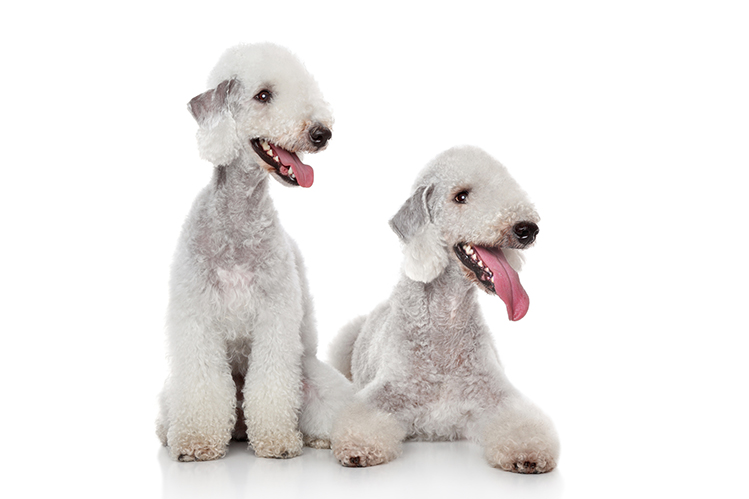 Белые породы собак: фото с названиями и описаниями
