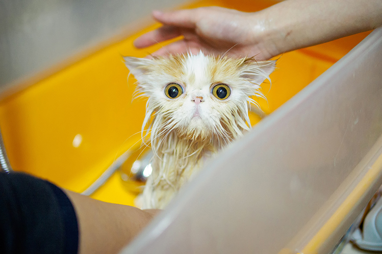 Почему кошки боятся воды: связанные мифы и настоящие причины- Хвост Ньюс.