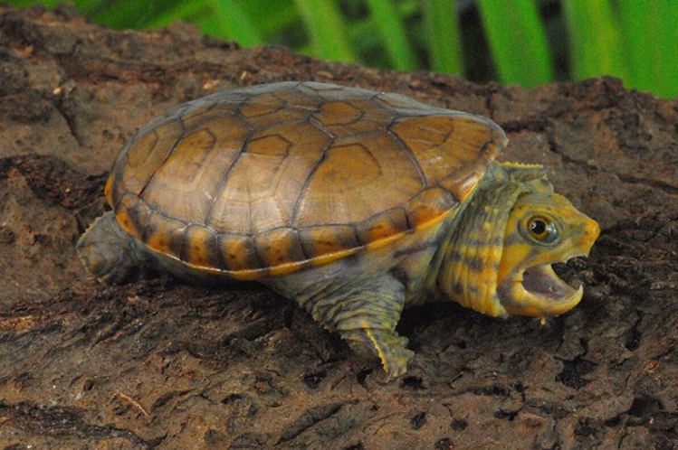 Головастая черепаха