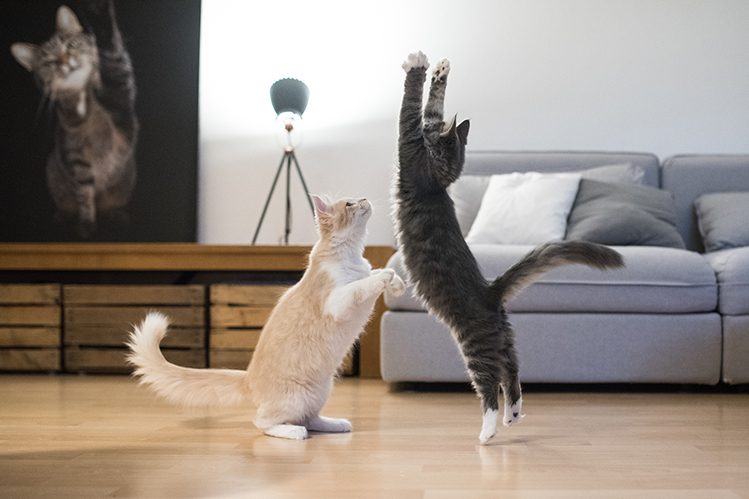 Кошка виляет хвостом 🐱 Что это значит? 9 сигналов кошачьего хвоста