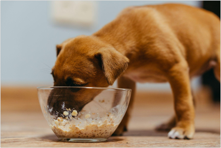 kakie-krupy-mozhno-davat-sobakam2.jpg