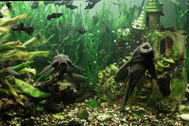 Как правильно декорировать аквариум?