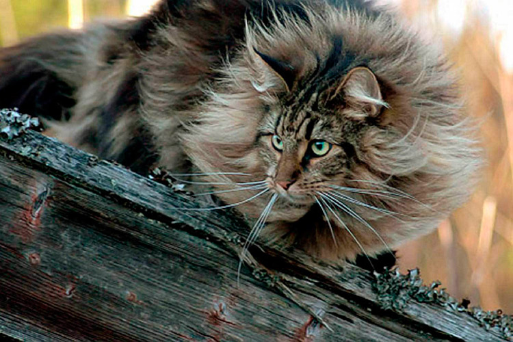 Норвежская лесная кошка описание породы, характеристики, внешний вид,  история - Хвостньюс