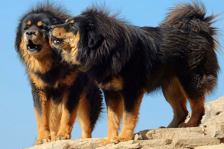 Тибетский мастиф описание породы собак, характеристики, внешний вид,  история | Хвост Ньюс