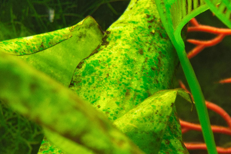 Возникновение водорослей в аквариуме