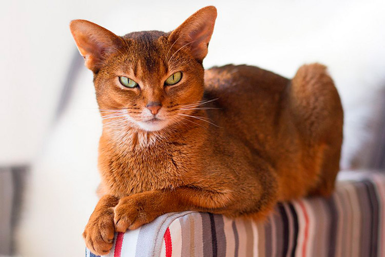 Абиссинская кошка описание породы, характеристики, внешний вид, история -  Хвостньюс