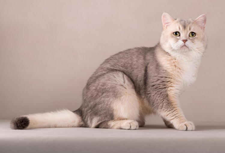 shinshilla4.jpg