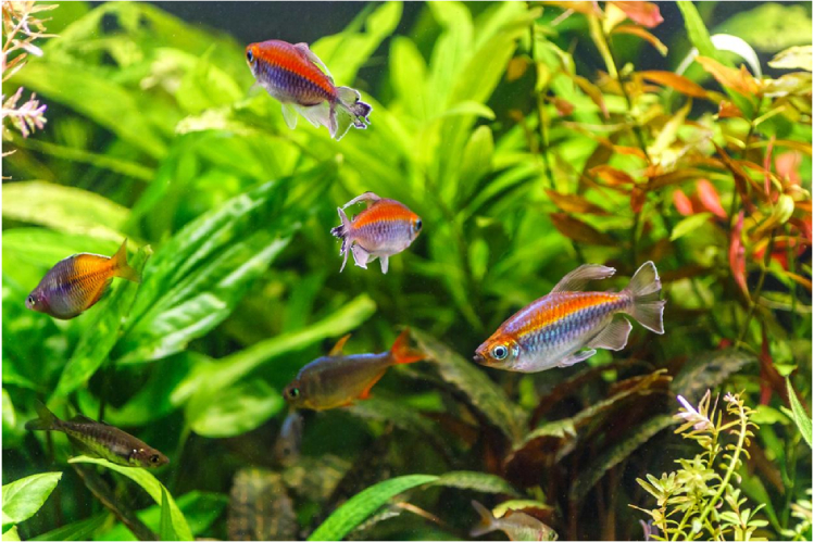 tetra-kongo-raduzhnaya-stayka-v-akvariume1.jpg