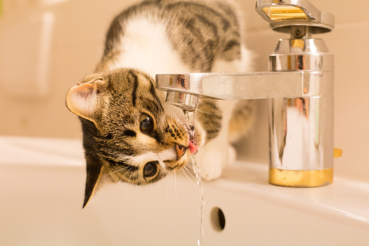 почему кошка не пьет воду из миски