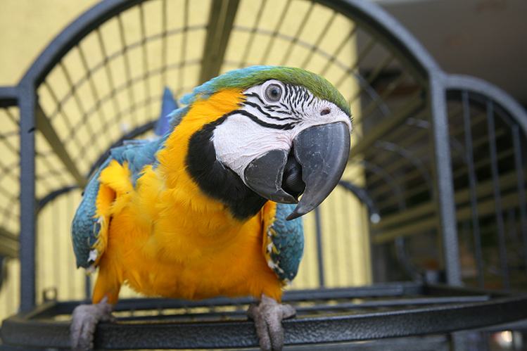 Как красиво назвать попугая?