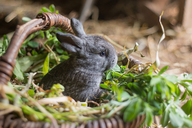 Можно ли кормить кролика травой?