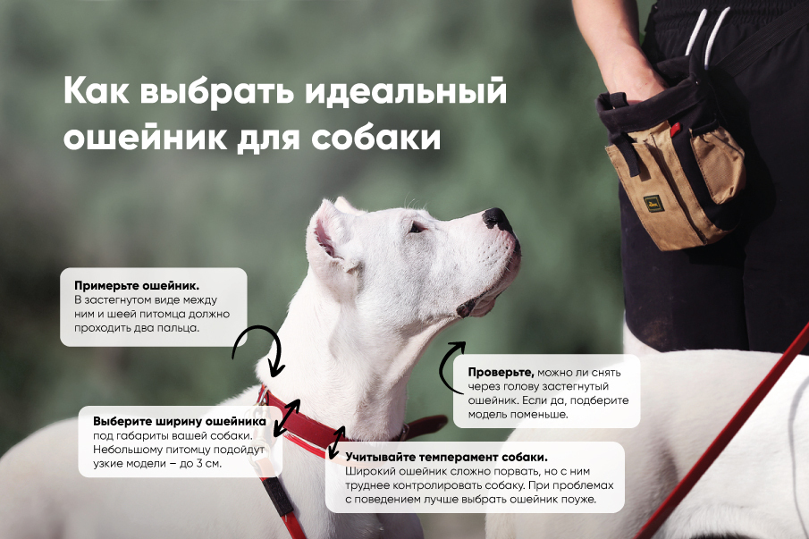 Как правильно приучить собаку к поводку и ошейнику: пошаговая инструкция и советы