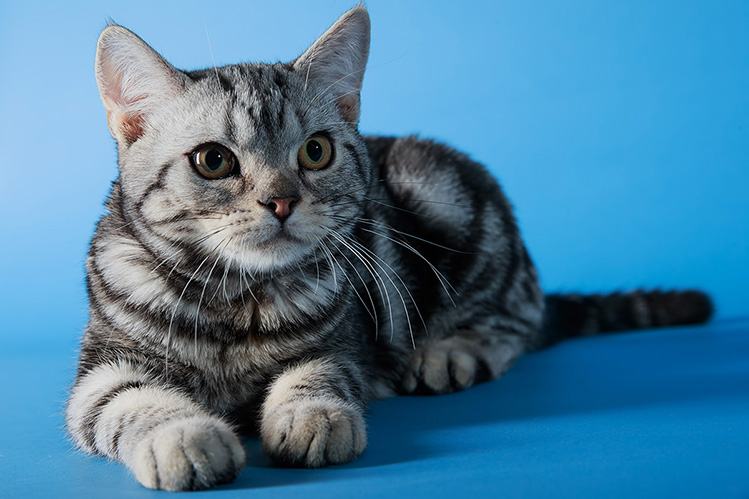 Американская короткошерстная кошка описание породы, характеристики, внешний  вид, история - Хвостньюс