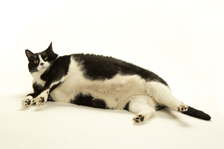 Ожирение у кошек симптомы
