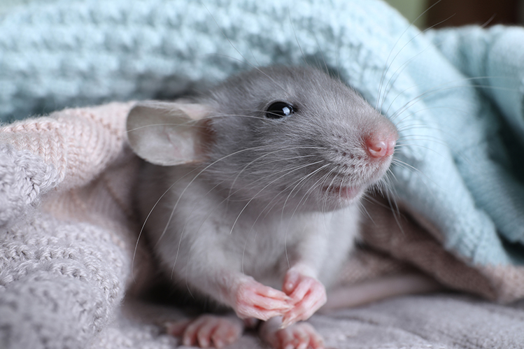 Как приручить крысу? | Хвост Ньюс