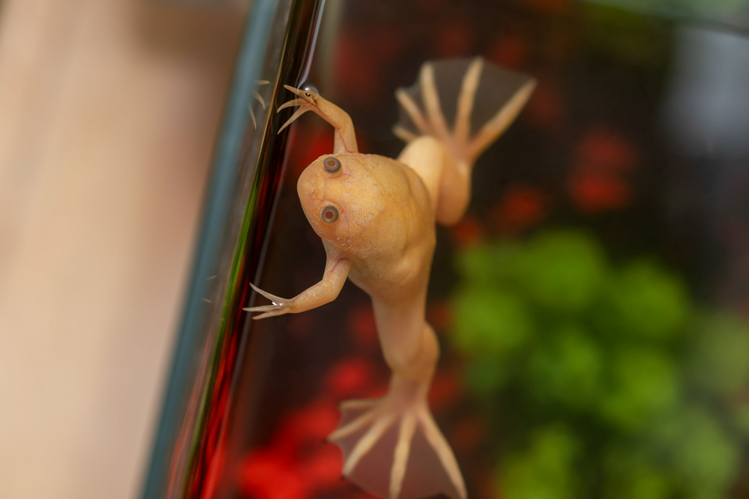 Африканская шпорцевая лягушка (Xenopus laevis).png