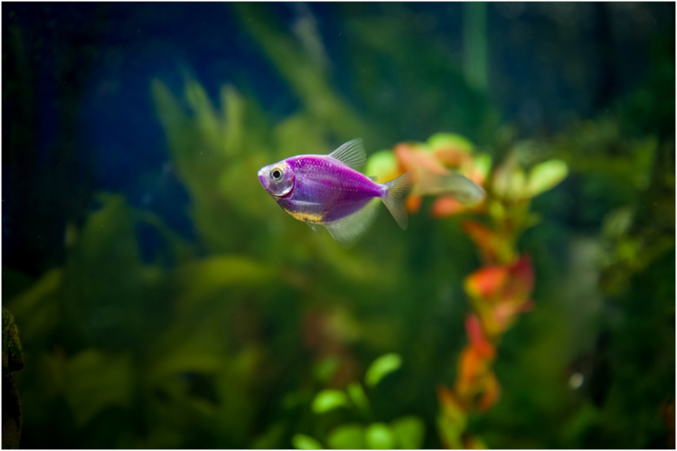 akvariumnaya-rybka-ternetsiya3.jpg