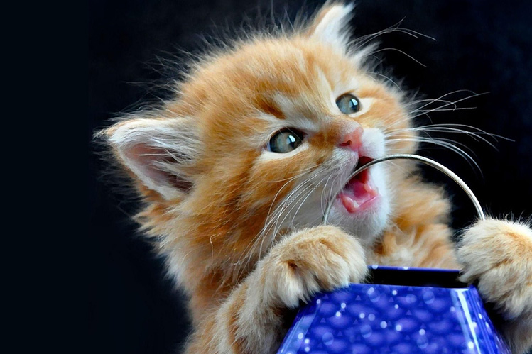 Игрушки для котят, у которых режутся зубки | Хвост Ньюс