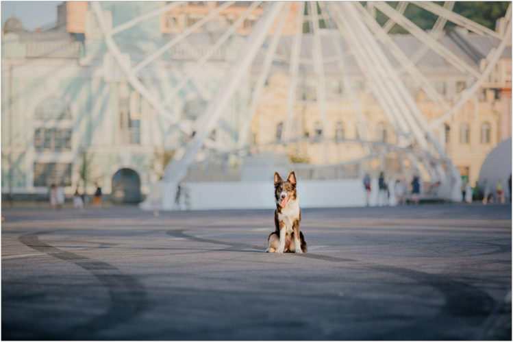 kuda-poyti-s-sobakoy-v-moskve-polnyy-gid-po-dog-friendly-mestam5.jpg