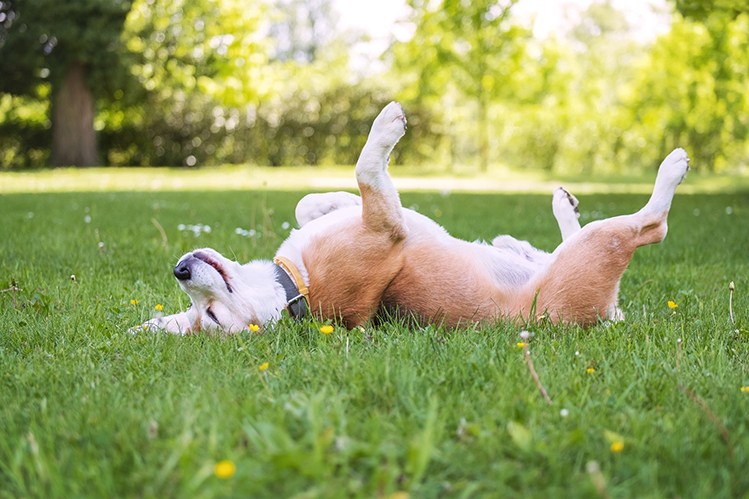 Правила летнего отдыха с собакой