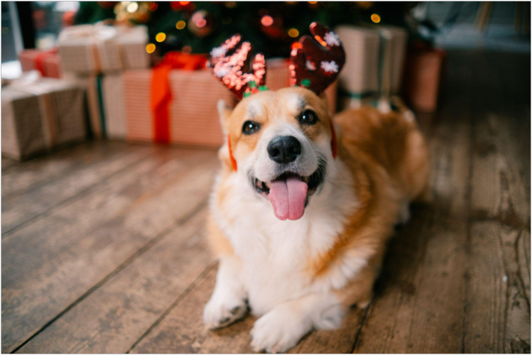 idei-dlya-novogodney-fotosessii-s-sobakoy6.jpg