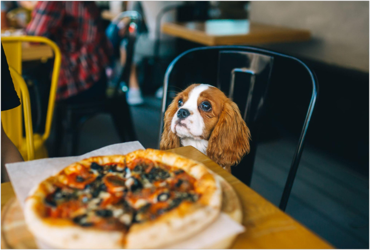 kafe-i-restorany-gde-rady-pitomtsam-dog-friendly-gid-po-moskve3.jpg