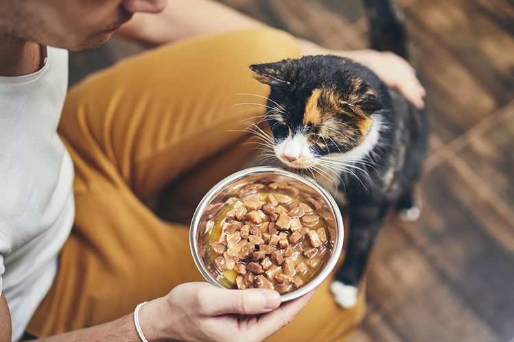 Таурин для кошек 🐱 Зачем нужен в корме?