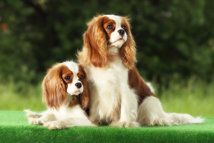 Кавалер кинг чарльз спаниель: описание породы собак, характеристики,  внешний вид, история и фото - Хвост Ньюс