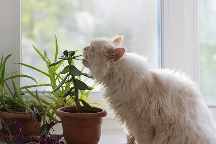 Почему кошки едят цветы?