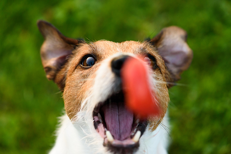 Нужно ли собакам разнообразие в еде?