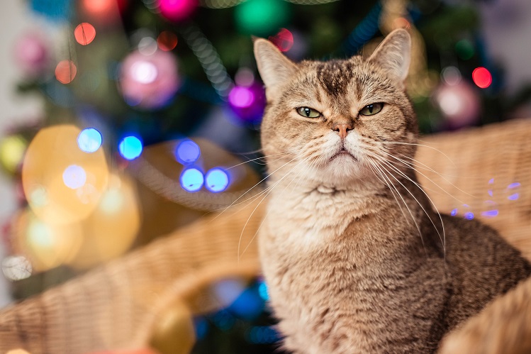 Как весело и безопасно встретить Новый год с кошкой: 5 подсказок от  зоопсихолога