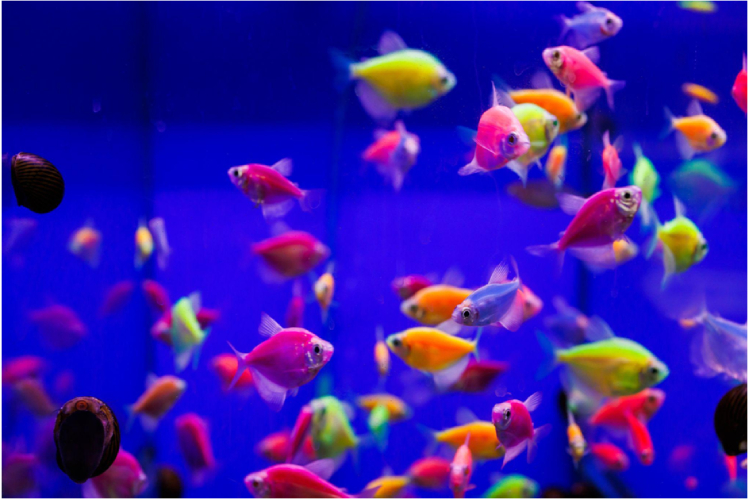 glofish-detishche-nauki-na-radost-akvariumistam4.jpg