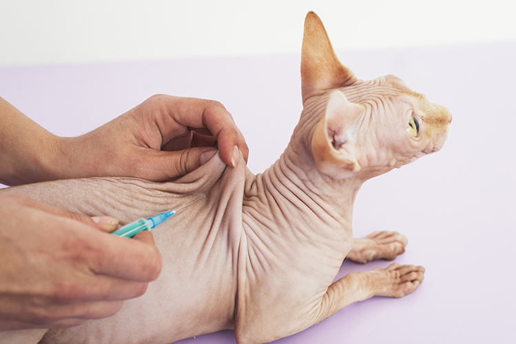 Прививки кошкам: какие и когда?