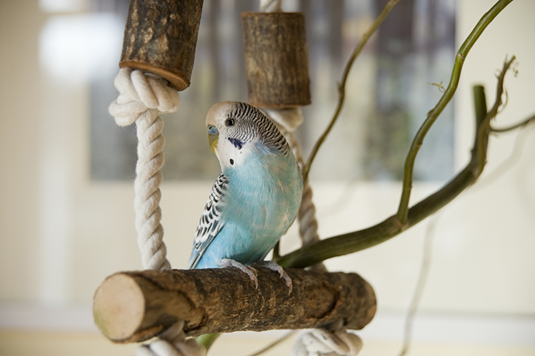 Какие виды попугаев разговаривают? ТОП-6 говорящих попугаев - Хвост Ньюс