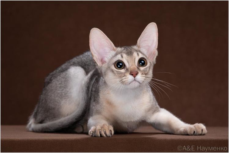 abissinskaya-poroda-koshek5.jpg